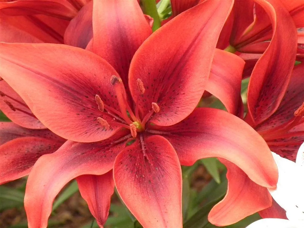 Floral marquee in the long water area 4